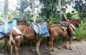 El médico cubano que devino incubadora