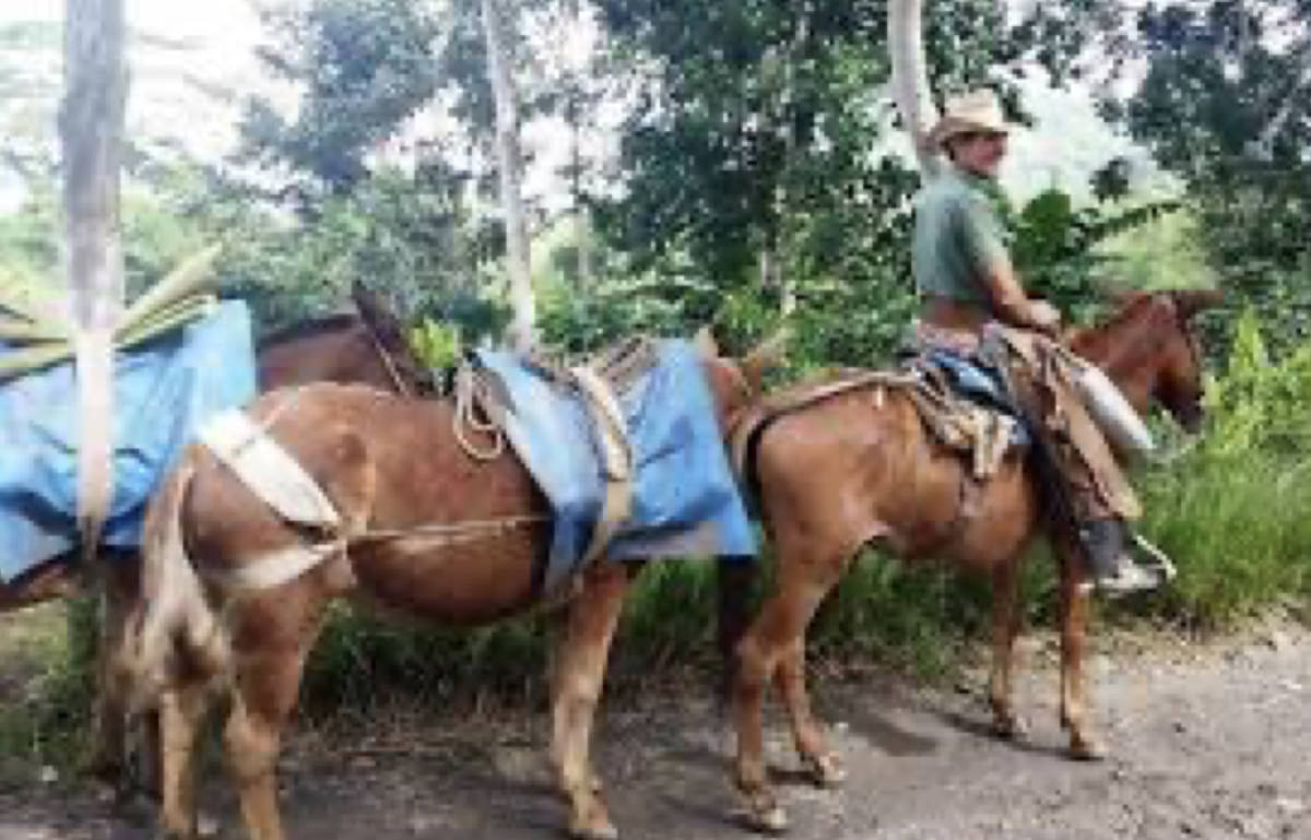 El médico cubano que devino incubadora 
