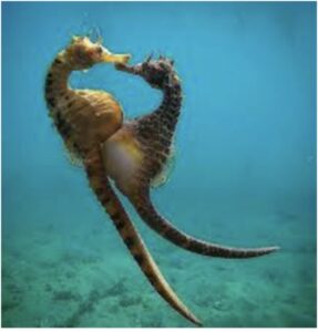 El hipocampos, un “padre” único en el mundo