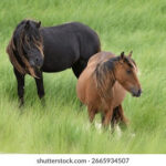 Una medialuna sobre el mar