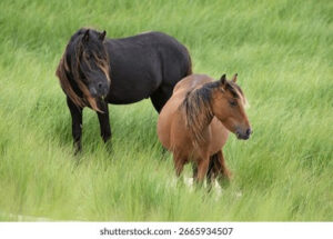 Una medialuna sobre el mar
