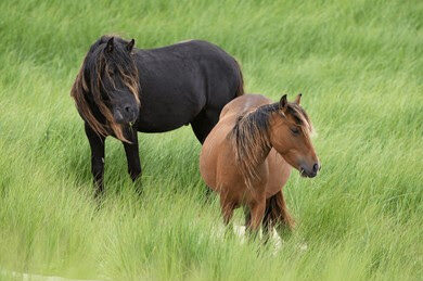 Una medialuna sobre el mar